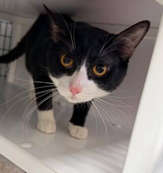 Salem -  Domestic Short Hair Cat for Adoption in Trenton, New Jersey - Salem | PetCurious