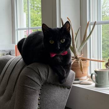 Nyx courtesy post -  American Shorthair Cat Available for Adoption in New Boston, New Hampshire - Nyx Courtesy Post | PetCurious