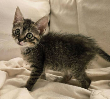 Rescue Domestic Short Hair Cats for Adoption in West Palm Beach, Florida - Mulberry | PetCurious