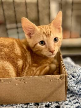 Rescue Tabby Cats for Adoption in Lawrenceville, Georgia - Walter | PetCurious