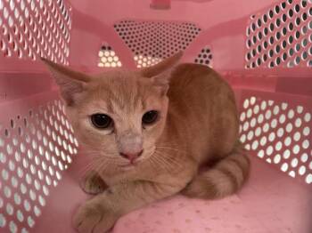 A1934000 -  Domestic Short Hair Cat for Adoption in Thousand Palms, California - A1934000 | PetCurious