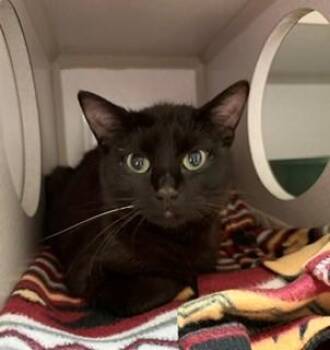 Champagne -  Domestic Short Hair Cat Available for Adoption in Mason City, Iowa - Champagne | PetCurious