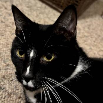 Rescue Domestic Short Hair Cats for Adoption in Delta, Alabama - Blazing Socks | PetCurious