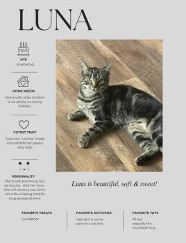 Domestic Short Hair Cats Available for Adoption in Kenhorst, Pennsylvania - Luna | PetCurious