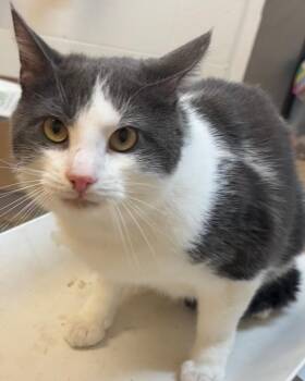 Greyson -  Domestic Short Hair Cat for Adoption in Elizabethton, Tennessee - Greyson | PetCurious