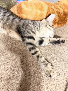 Harvey -  Domestic Short Hair Cat for Adoption in Oviedo, Florida - Harvey | PetCurious