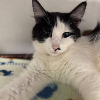 Popsicle -  Domestic Long Hair Cat for Adoption in Pekin, Illinois - Popsicle | PetCurious