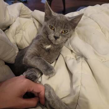 Dobby -  Domestic Short Hair Cat for Adoption in Inwood, West Virginia - Dobby | PetCurious