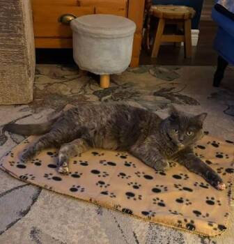 Athena -  Domestic Short Hair Cat for Adoption in Toronto, Ontario - Athena | PetCurious