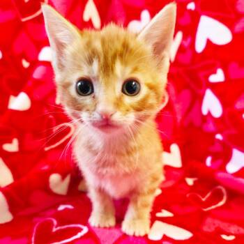 Heart -  Domestic Short Hair Cat Available for Adoption in Mt. Juliet, Tennessee - Heart | PetCurious