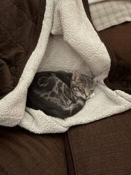 Domestic Medium Hair and Domestic Short Hair Cats Available for Adoption - Tabitha | PetCurious