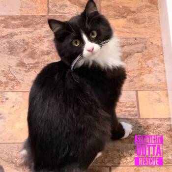 Opal -  Domestic Long Hair Cat for Adoption in Vancouver, British Columbia - Opal | PetCurious