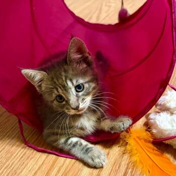 Yaya -  American Shorthair Cat for Adoption in Brea, California - Yaya | PetCurious