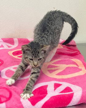 Rescue Domestic Short Hair Cats for Adoption in Mitchell, South Dakota - Tasha- Gray & Black Tabby - Foster Care | PetCurious