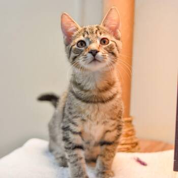 French Onion -  Domestic Short Hair Cat for Adoption in Kailua-kona, Hawaii - French Onion | PetCurious