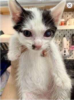 Raritan River -  Domestic Short Hair Cat for Adoption in Trenton, New Jersey - Raritan River | PetCurious