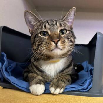 Domestic Short Hair Cats Available for Adoption in New York, New York - Rumpy | PetCurious
