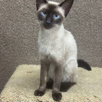 Bentley 8423 -  Siamese Cat for Adoption in Lee