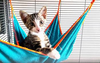 Rescue Domestic Short Hair Cats for Adoption in Naples, Florida - Raphael | PetCurious