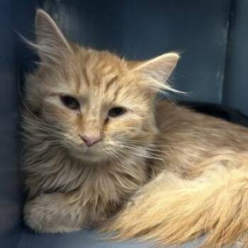 Domestic Medium Hair Cats Available for Adoption in Dekalb, Illinois - Dos Equis | PetCurious