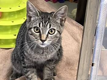 CRUMPET -  Domestic Short Hair Cat for Adoption in Palo Alto, California - CRUMPET | PetCurious