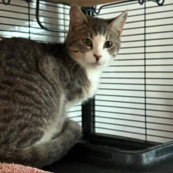Tabby Cats Available for Adoption - Graham | PetCurious