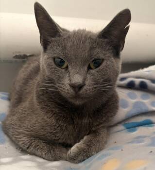 Evelyn -  Domestic Short Hair Cat for Adoption - Evelyn | PetCurious
