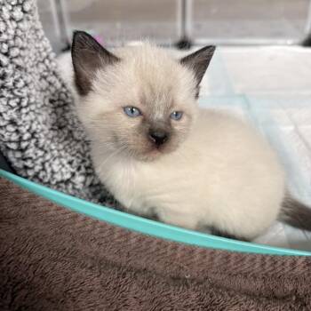Siamese Cats Available for Adoption in Missouri City, Texas - Robin | PetCurious