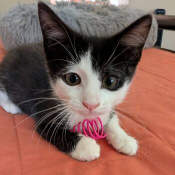 Butch -  Domestic Short Hair Cat for Adoption in San Tan Valley, Arizona - Butch | PetCurious