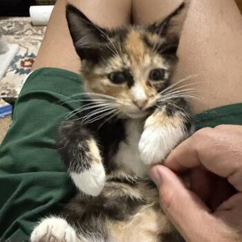 Honey -  Calico and Domestic Short Hair Cat for Adoption in UNIVERSITY PA, Maryland - Honey | PetCurious