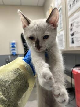 BOO -  Domestic Short Hair Cat for Adoption in Las Vegas, Nevada - BOO | PetCurious