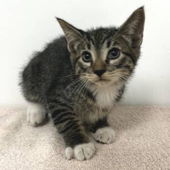 Socks -  Domestic Short Hair Cat for Adoption in Warrensburg, Missouri - Socks | PetCurious