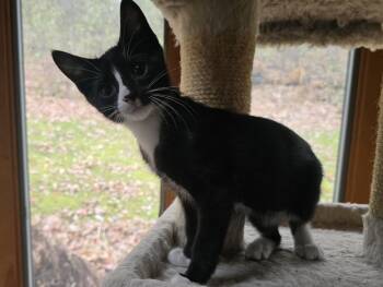 Rescue Tuxedo Cats for Adoption in River Falls, Wisconsin - Tango | PetCurious