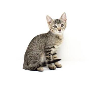 Ghost Cat -  Domestic Short Hair Cat for Adoption in Florence, Arizona - Ghost Cat | PetCurious