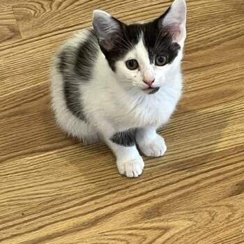 Katsby -  Domestic Short Hair Cat for Adoption in Spencer, Massachusetts - Katsby | PetCurious