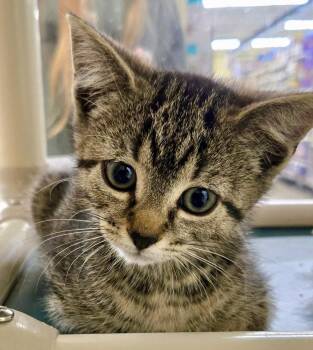 Ouija -  Domestic Short Hair and Tabby Cat Available for Adoption in Red Bank, New Jersey - Ouija | PetCurious