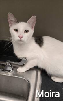 Domestic Short Hair Cats Available for Adoption - Moira | PetCurious
