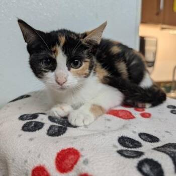 Tortellini -  Domestic Short Hair Cat for Adoption in Rochester, Minnesota - Tortellini | PetCurious