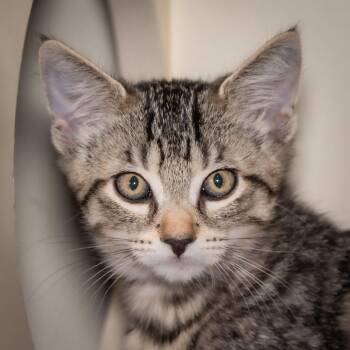 Dickens -  Domestic Short Hair Cat for Adoption in Victor, New York - Dickens | PetCurious