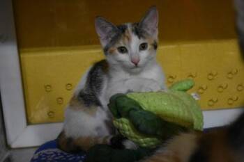 April -  Domestic Short Hair Cat for Adoption in Kansas City, Missouri - April | PetCurious