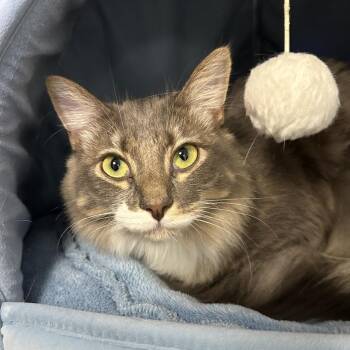 Waffles -  Domestic Medium Hair Cat for Adoption in Wantagh, New York - Waffles | PetCurious