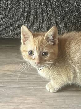 Domestic Short Hair Cats Available for Adoption in Dayton, Minnesota - Gavin | PetCurious