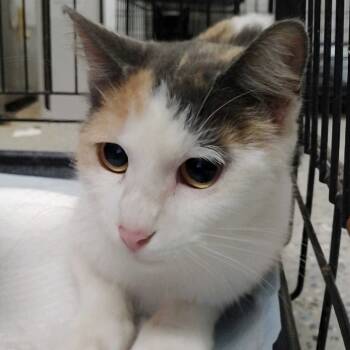 Rescue Domestic Short Hair Cats for Adoption in Richmond Hill, Georgia - Starfruit | PetCurious