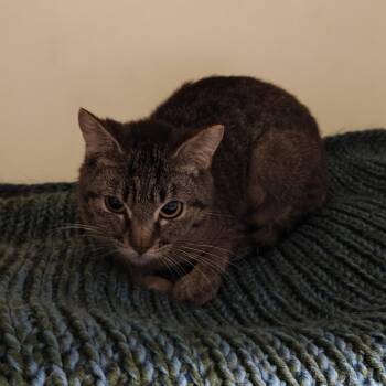 Domestic Short Hair Cats Available for Adoption in Madison, Wisconsin - Nimbus | PetCurious