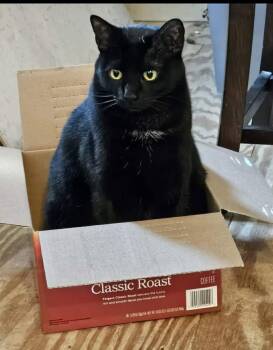 Oscar -  Domestic Short Hair Cat for Adoption in Oxford, Mississippi - Oscar | PetCurious