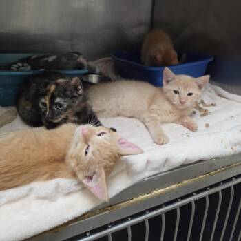 Nemo -  Domestic Short Hair Cat for Adoption in New York, New York - Nemo | PetCurious
