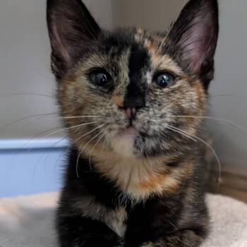 Romaine -  Domestic Short Hair Cat Available for Adoption in Calverton, New York - Romaine | PetCurious