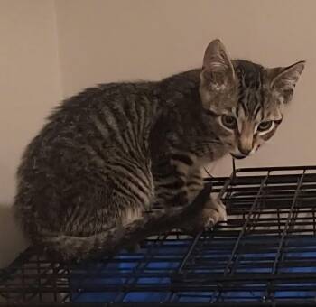 Domestic Short Hair Cats Available for Adoption in Greenwood, Indiana - Loki | PetCurious