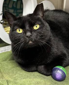 Domestic Short Hair Cats Available for Adoption - NOAH | PetCurious