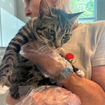 Zoodle -  Domestic Short Hair Cat for Adoption in Huntington, West Virginia - Zoodle | PetCurious
